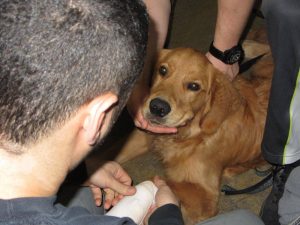 pet first aid distance learning